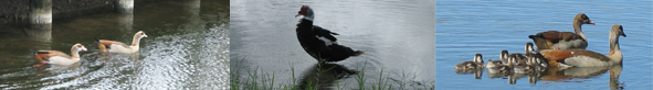 Ducks and Geese in the Lakes at Camino Real Village